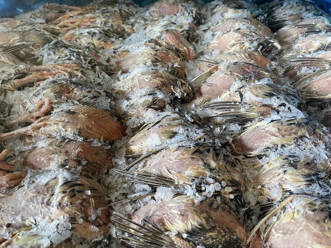 冷凍　親うずら　未処理100羽入　 数量限定　ラスト