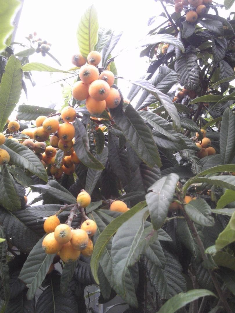 枇杷木枝 ( + びわ葉) 無農薬 ペット用品 民間療法 無除草剤 無添加物