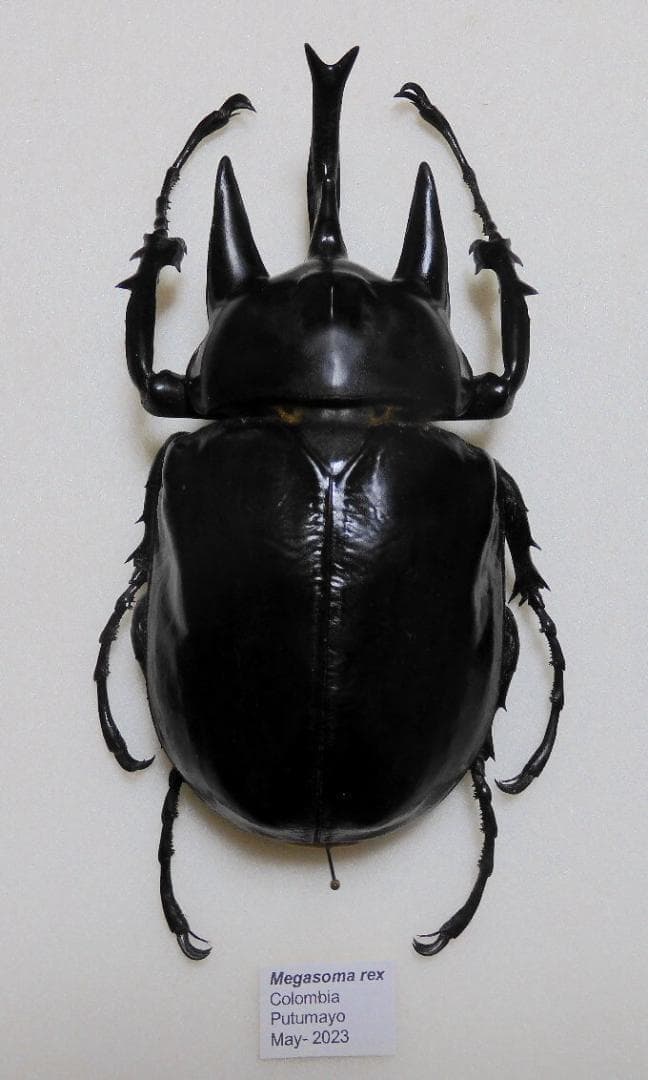 コロンビア産レックスゾウカブト117mm