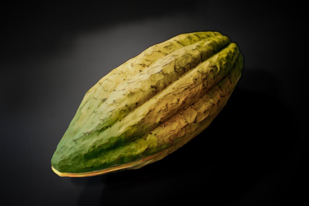 リアルなカカオの実のディスプレイ