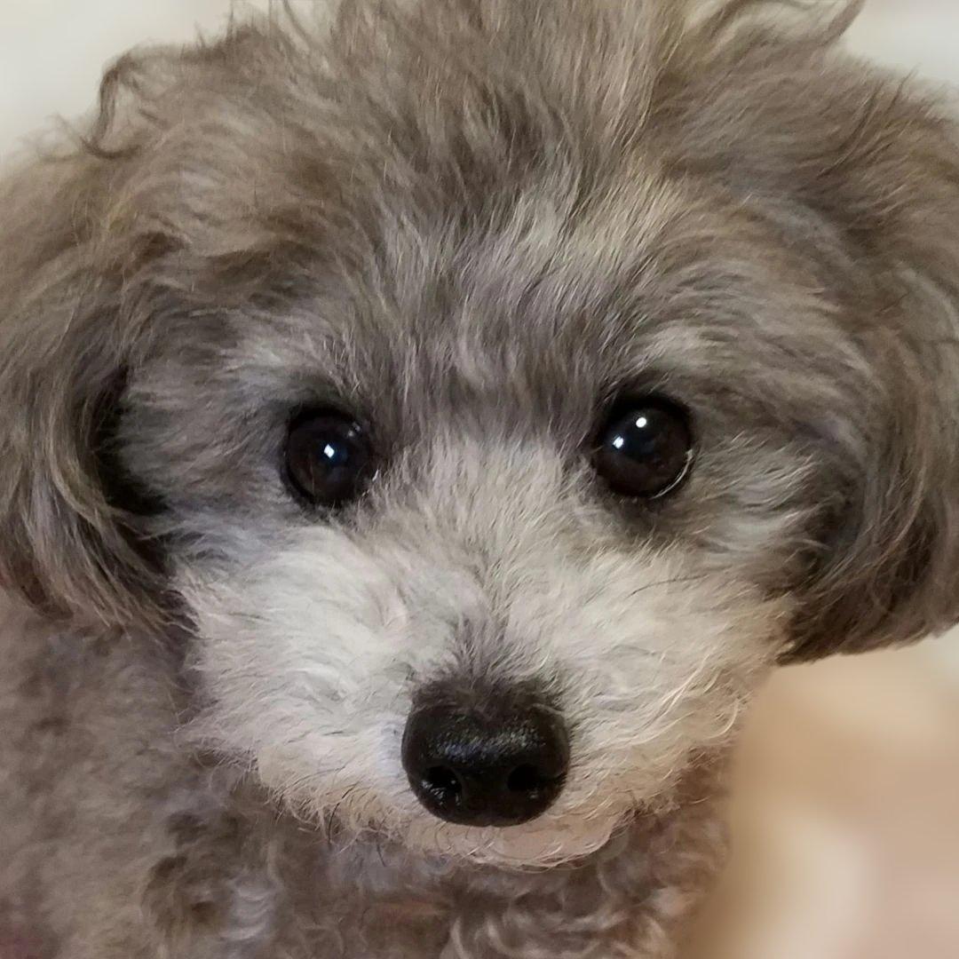 犬服♪手編み♪オーダーmirumiru