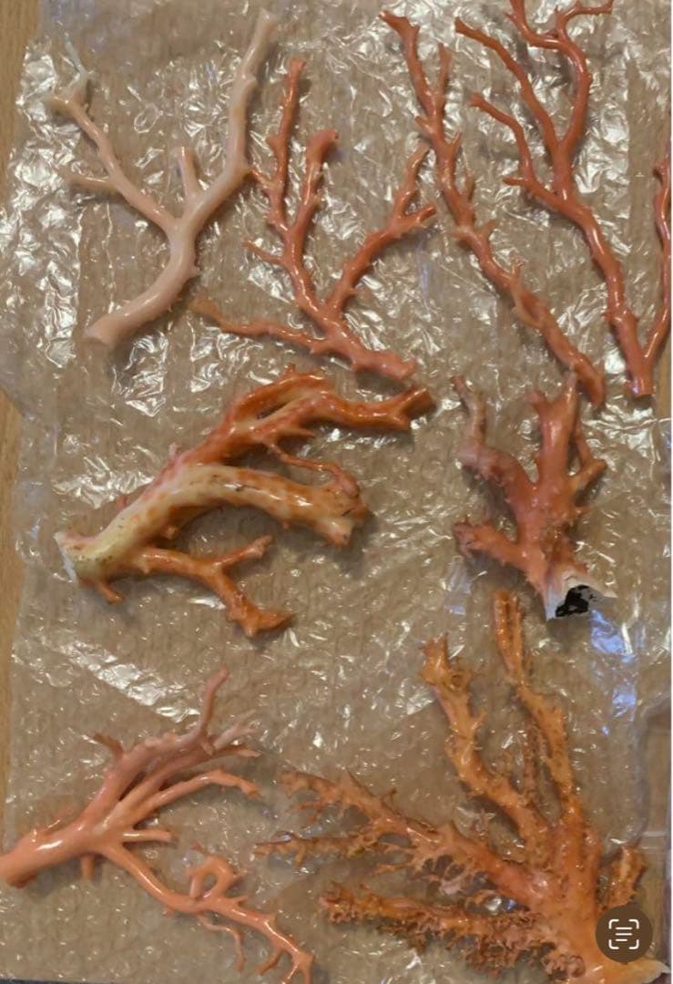 早い者勝ち　完全売り切り　珊瑚　まとめ