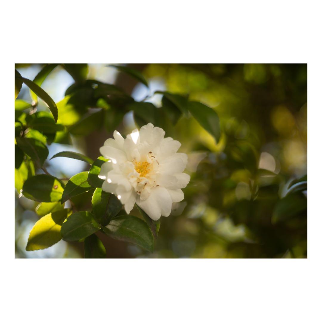 DR SUMMICRON M 50mm F2.0 おまけつき