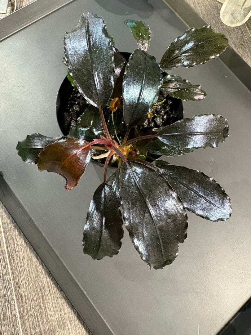 水草 Bucephalandra sp.Galaxy lic Puple