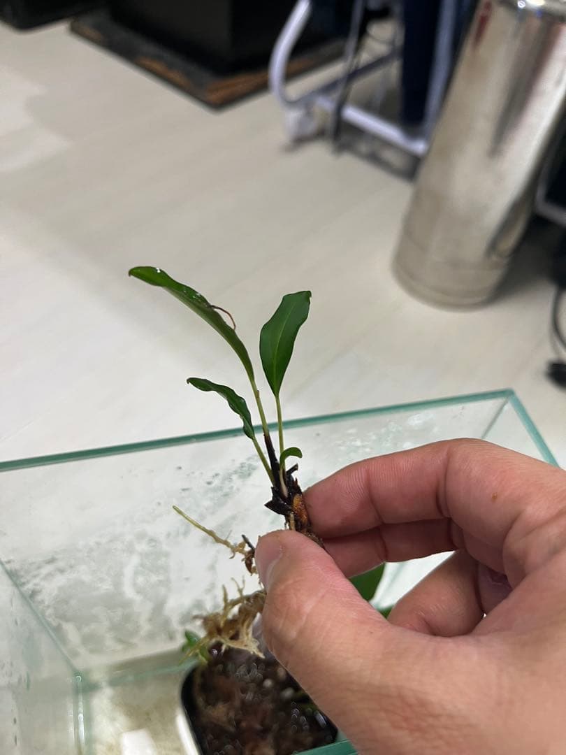 Bidayuha Crassispatha Kalimantan Barat中株