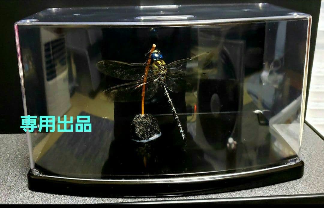 くなりみい出品 立体標本6点