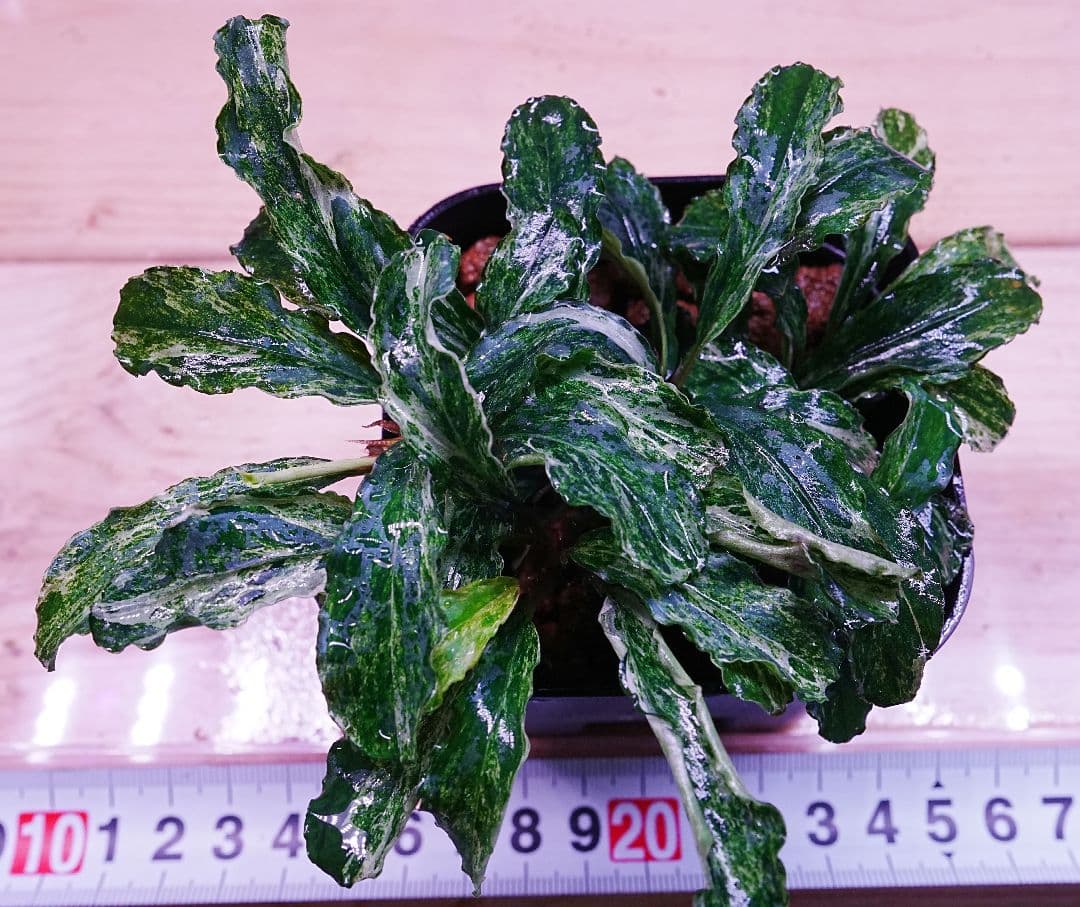 ブセファランドラspグリーンウェービー班入り　水上葉　無農薬　バリエガータ