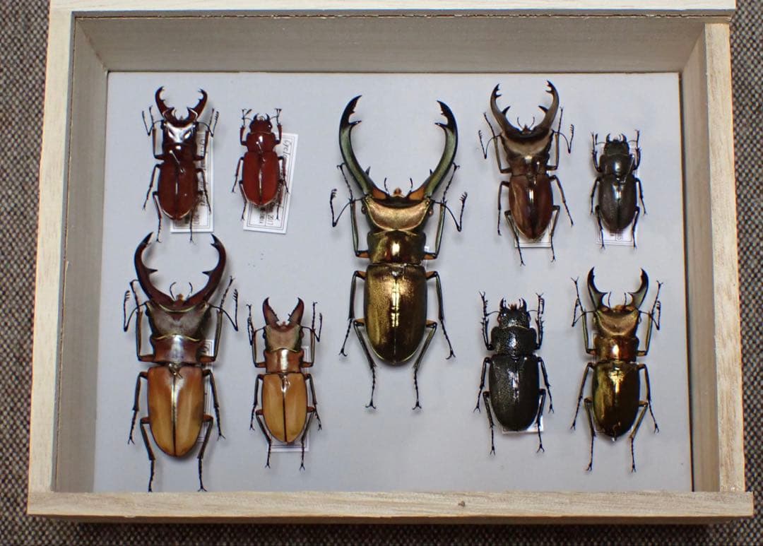 標本　キクロマトス4種　9頭セット　ブリード品