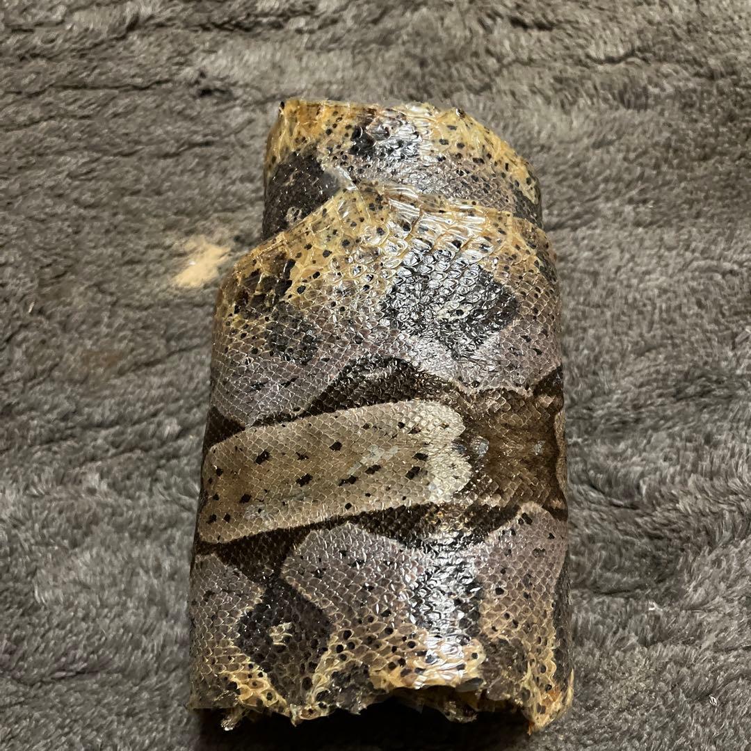超巨大ヘビの皮 アートコレクション　全長180cm 10％値下げしました