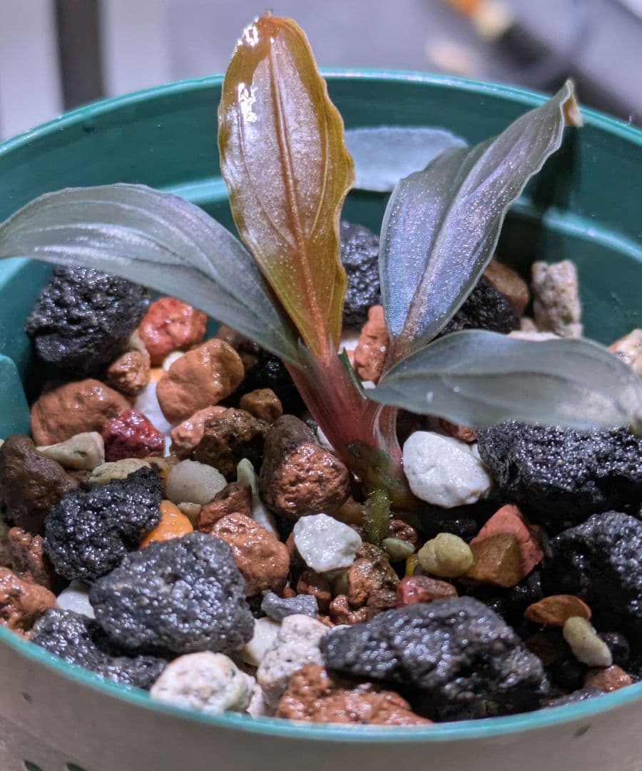 Bucephalandra kishii【AZ0420-6】