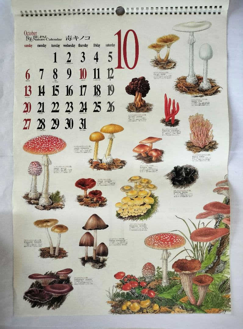 BE-PAL ビーパル カレンダー 新品未使用 1996年　ヴィンテージ