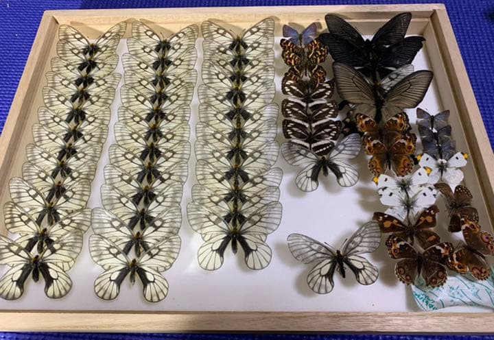 蝶　昆虫標本　詰め合わせ　桐箱付き