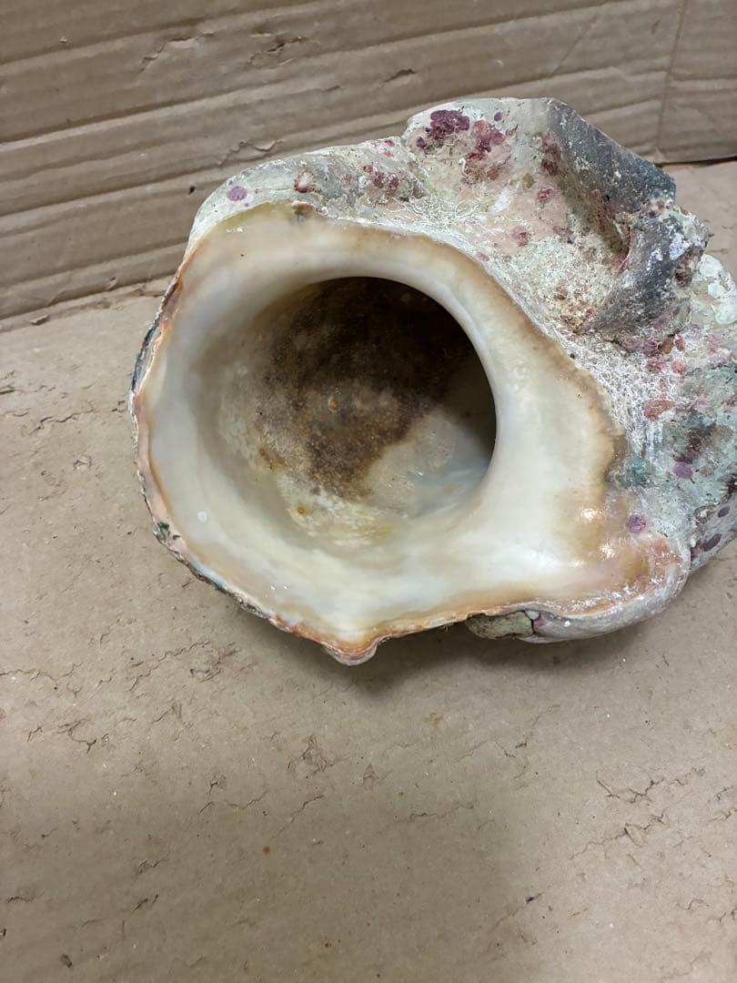 スライス【訳アリ夜光貝】沖縄県産