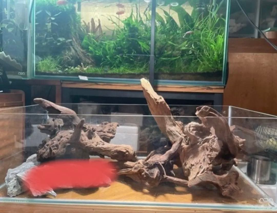 廃盤希少　ADA 60low水槽と色々