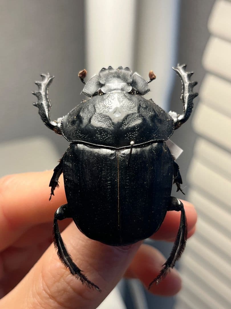 【属内2位】スネブトタマオシコガネ スカラベ糞虫フンチュウ昆虫標本