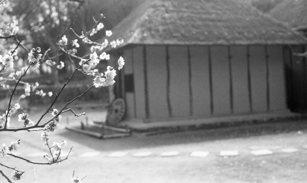 Konica II フィルムカメラ Konifood、三脚座ストラップ付き