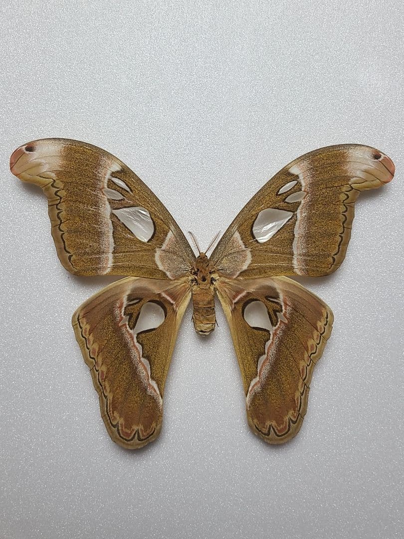 蛾 標本 カエサルサン