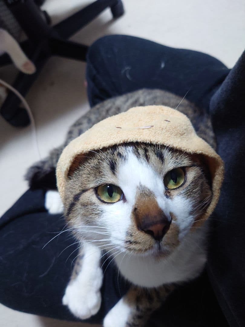 猫用帽子風アクセサリー　すみっコぐらし　とんかつ