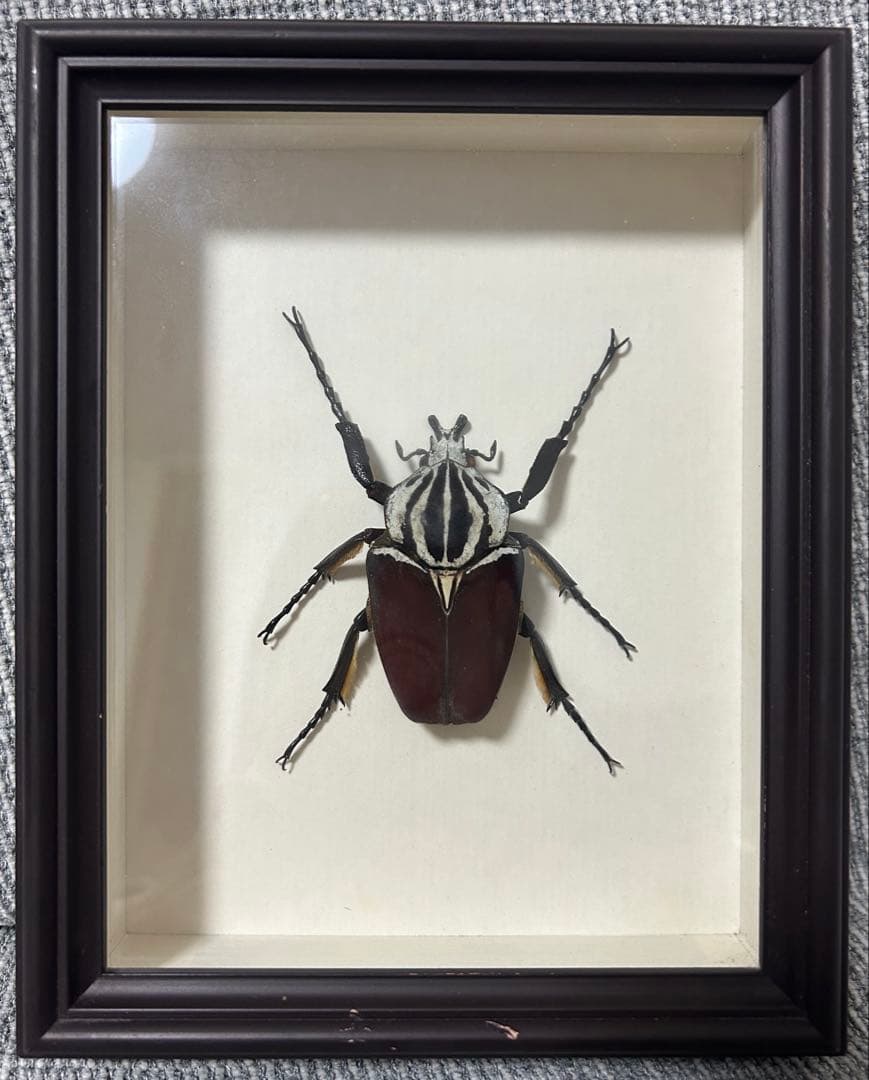 ゴライアスオオツノハナムグリ標本