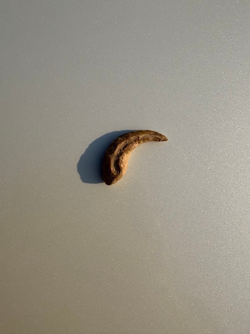 翼竜の爪　化石　モロッコ