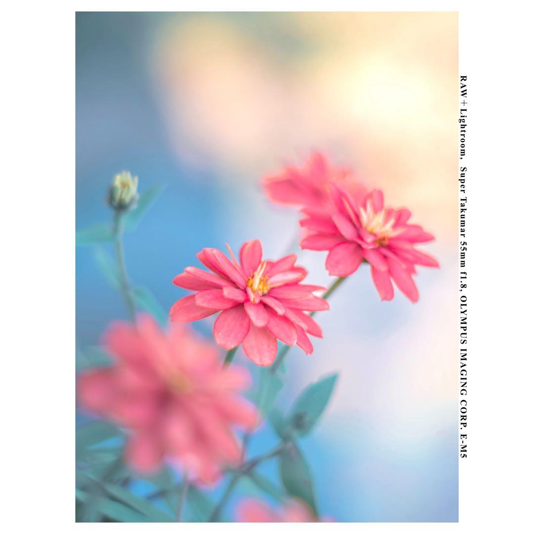 【整備済】Super Takumar 55㎜ f1.8 後期型 タクマー M42