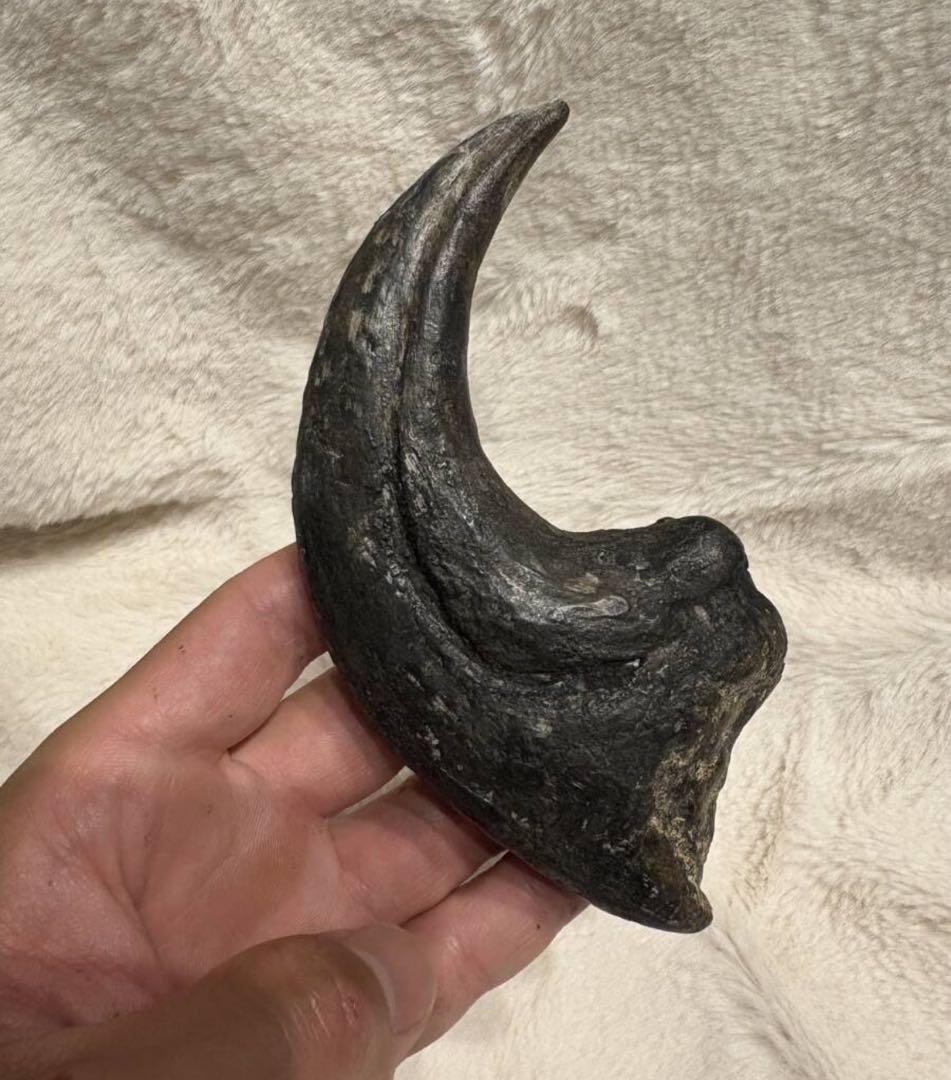 アフロベナトル　爪　化石　恐竜　/ティラノサウルス、スピノサウルス