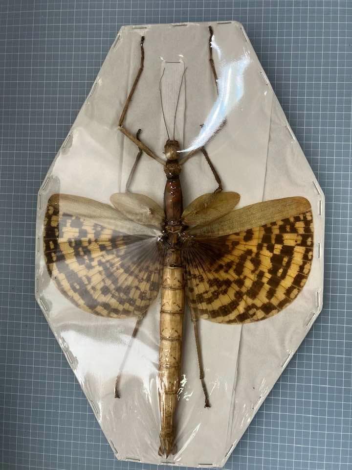 アンボン島産　特大　ギガスナナフシ　20cm