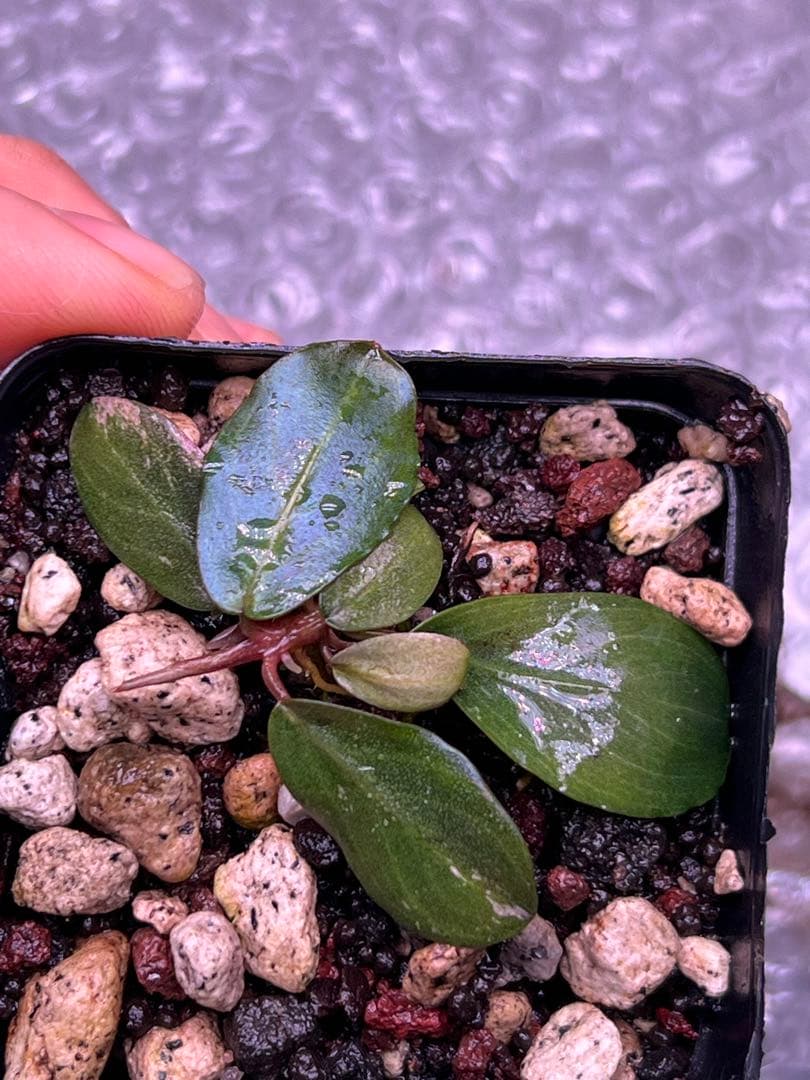 水草 Bucephalandra sp. Mahakam VarPink