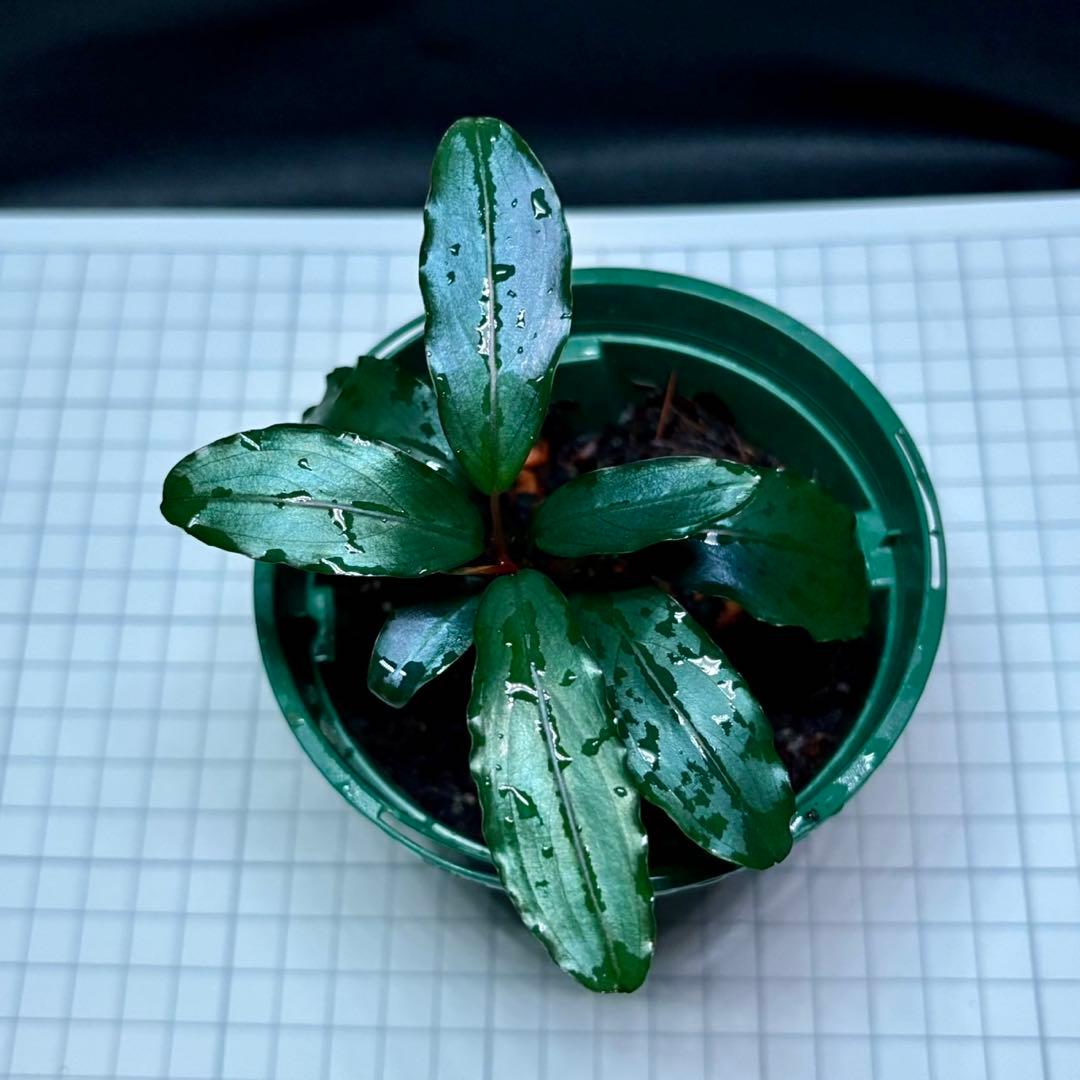 タ*ン様 ブセファランドラ sp.モトレイアーナ スーパーブルー　①