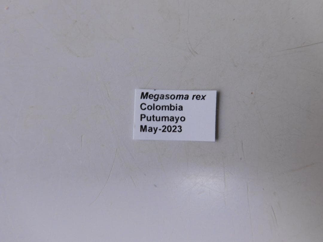 コロンビア産　レックスゾウカブト　114mmX51mm
