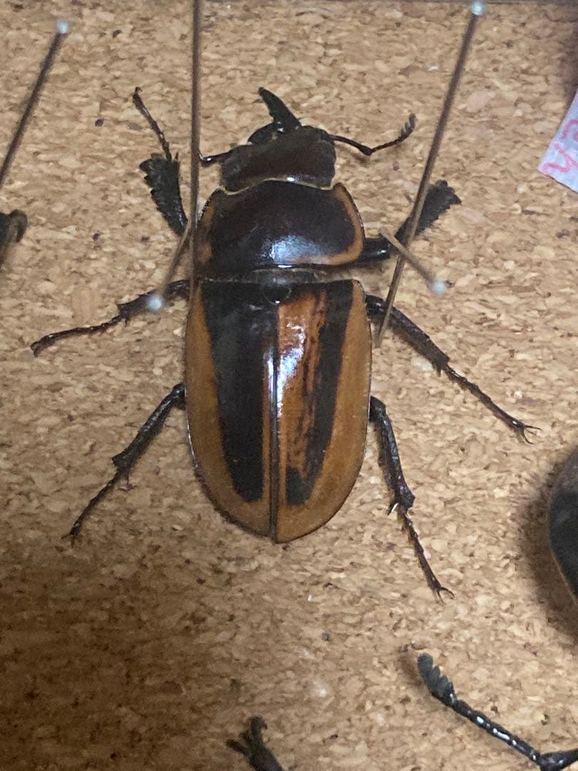 雌雄モザイク クワガタ など