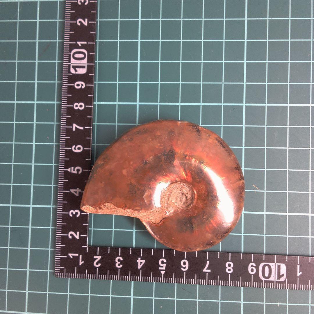小物１ アンモナイト化石 赤褐色