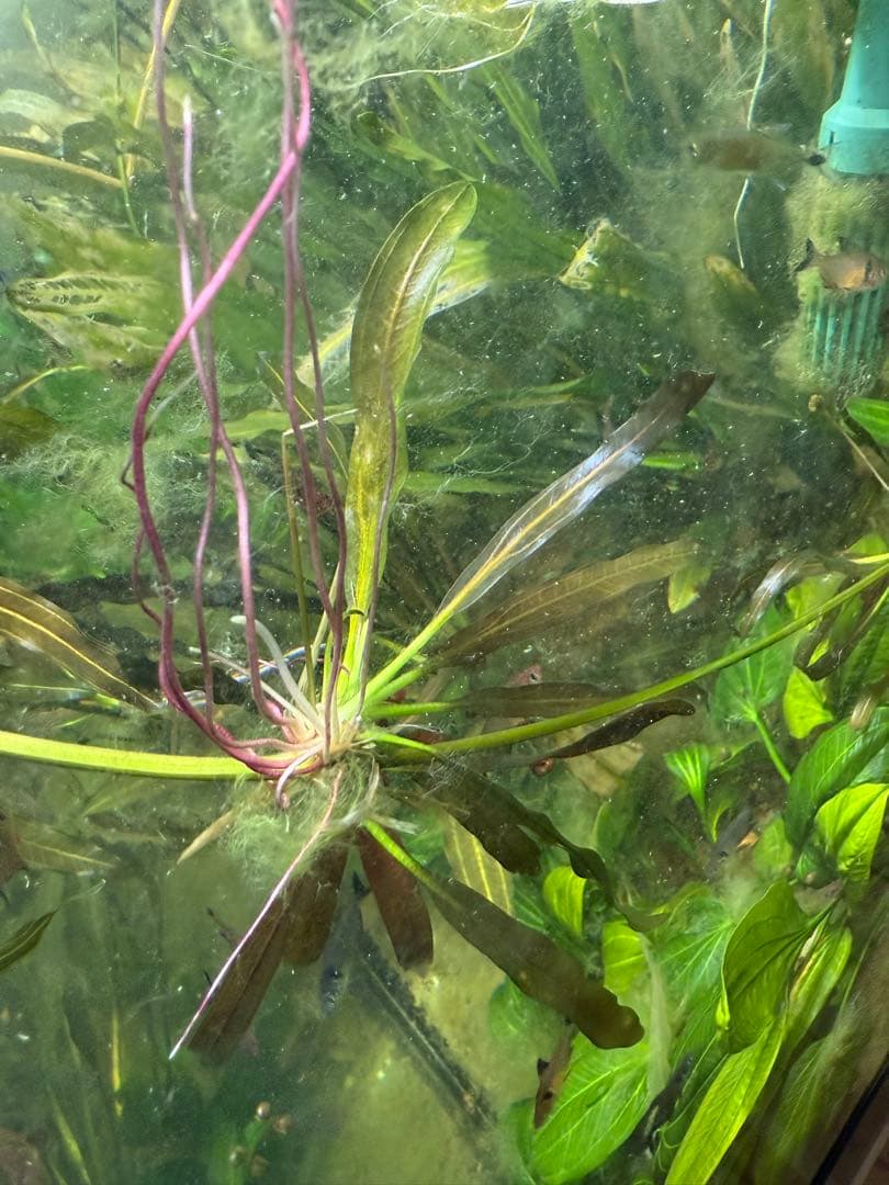 ホレマニー オレンジ ②