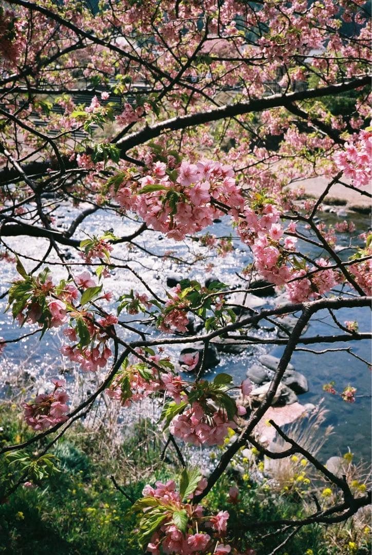 フィルムカメラ CONTAX T3 DATA BACK T3D