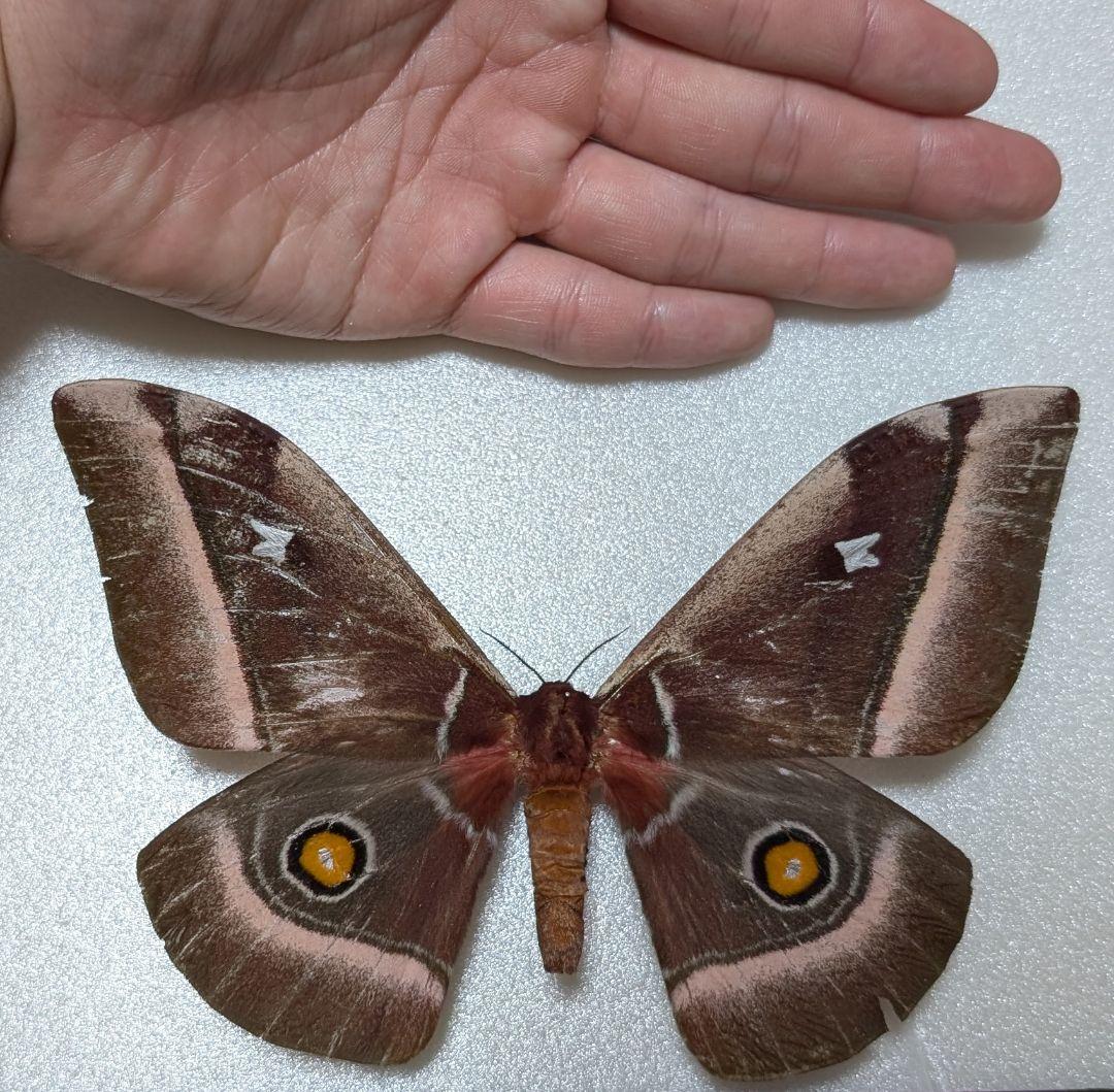 特大！　アフリカアカメヤママユ　蛾　標本