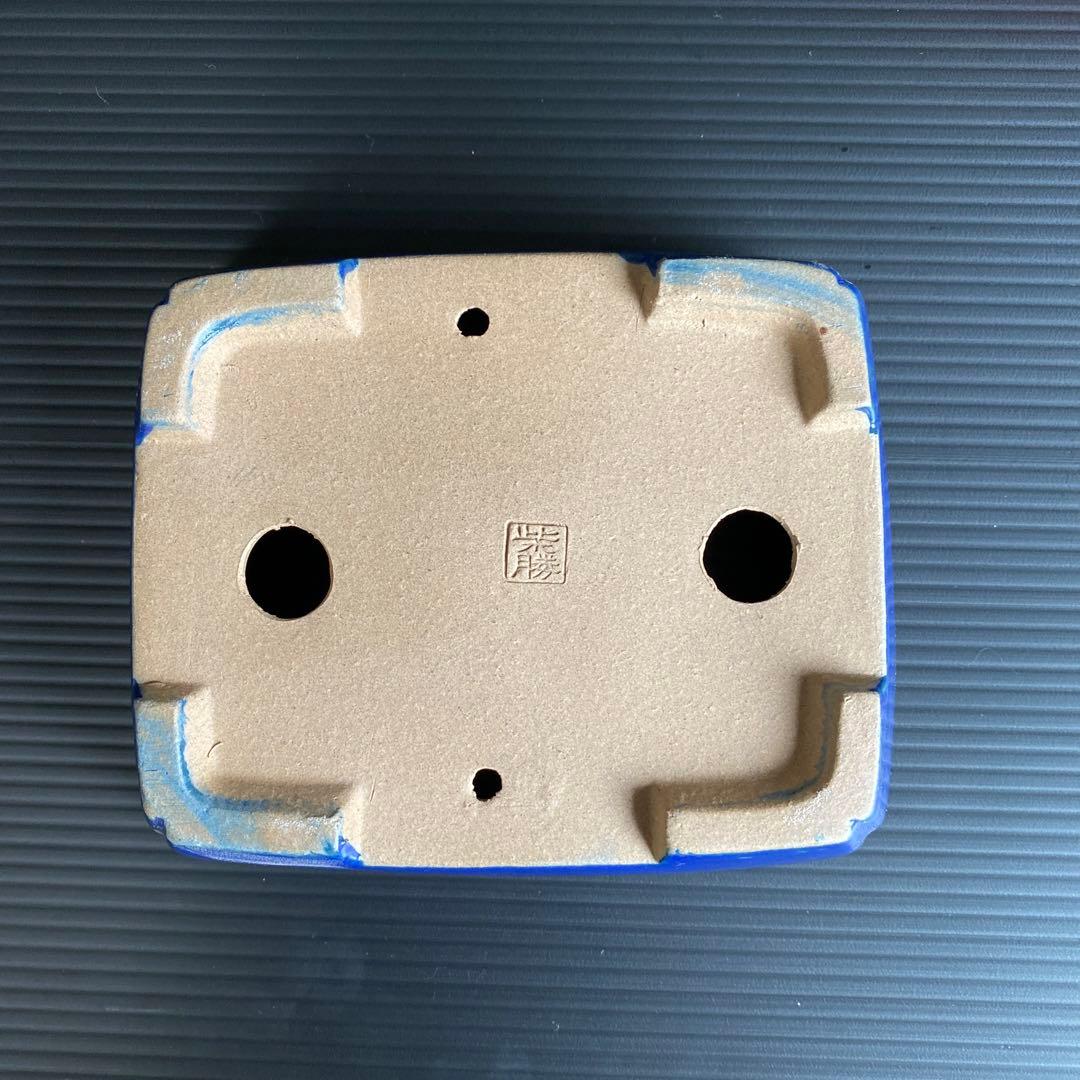 柴勝　小品盆栽