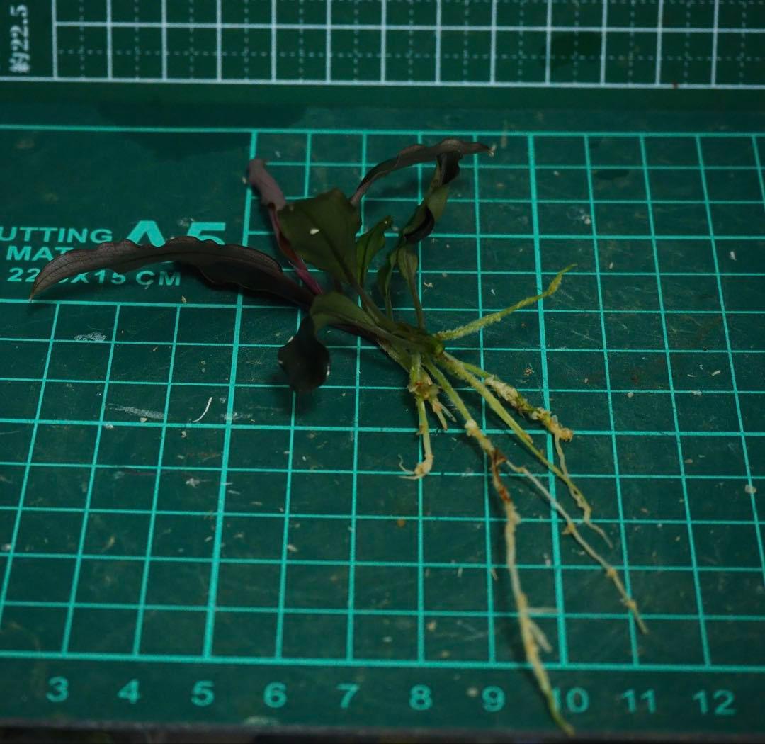 水草 Buce sp. \"Galaxy llic midnight blue\"