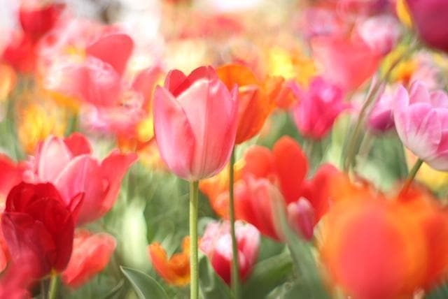 PENTAX SMC Takumar 55mm F1.8 宝石レンズ リングボケ