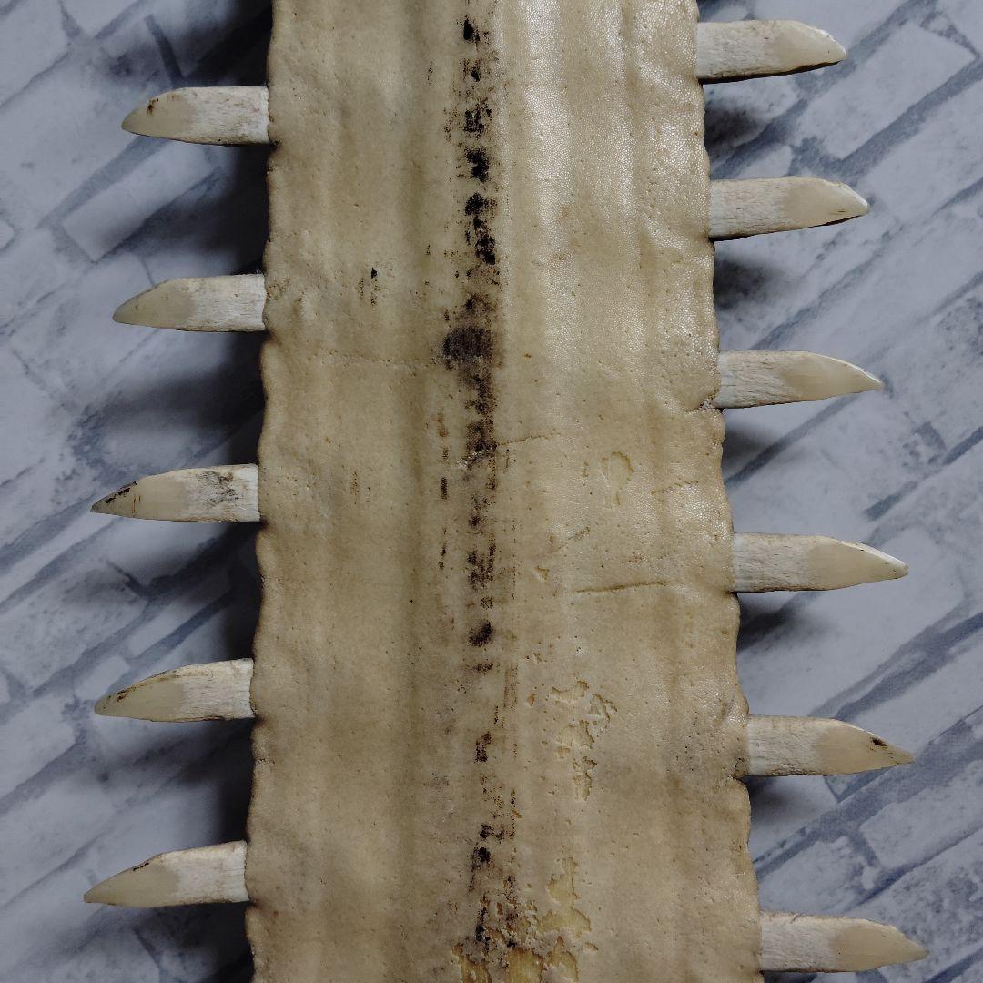 ​【超希少・特大80cm】ノコギリギス 吻 剥製 ブラジル ノコギリザメ 天然物