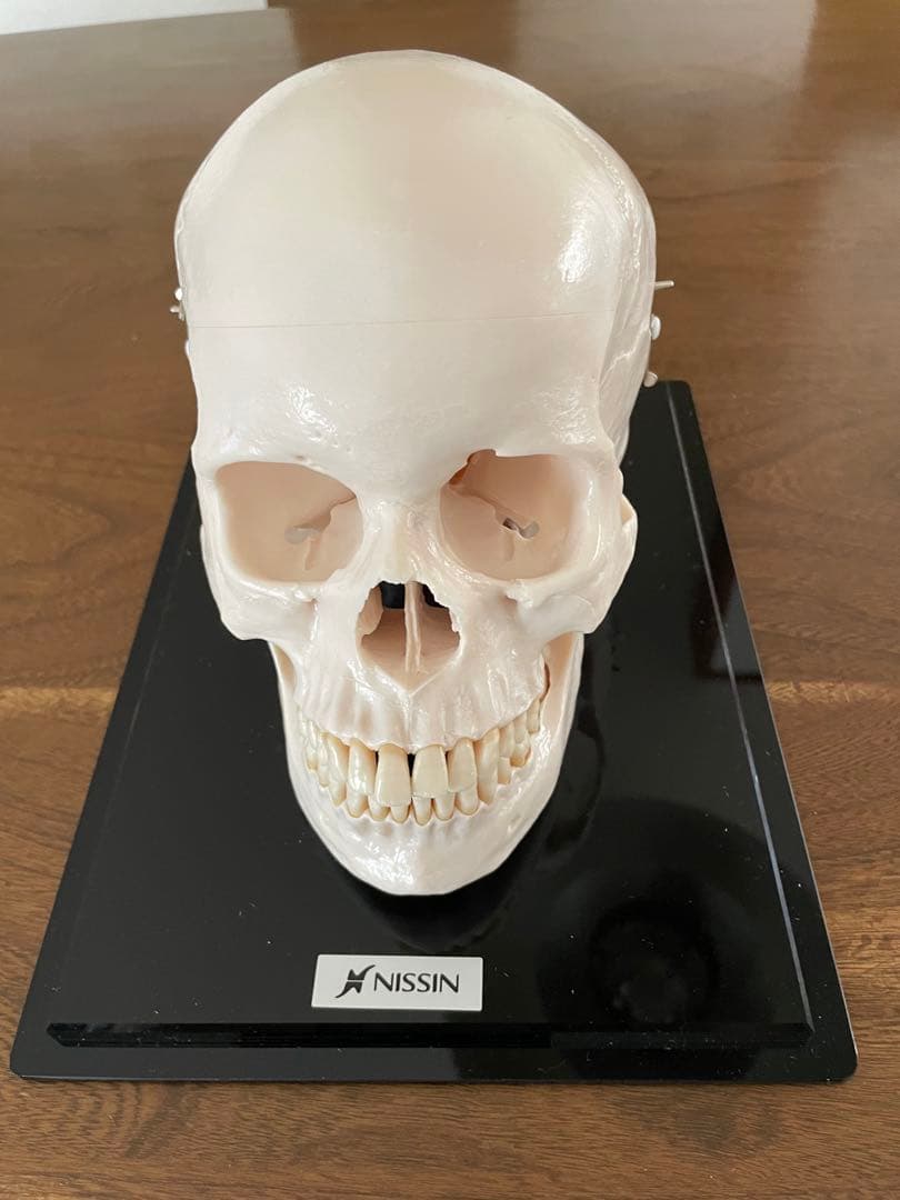 NISSIN 歯牙取外し可能 頭蓋骨模型