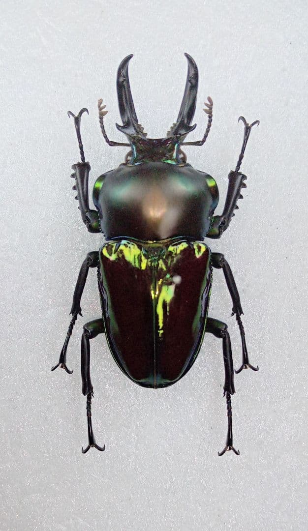 ブル−！※貴重種※極太短歯ニジイロクワガタ♂野外標本