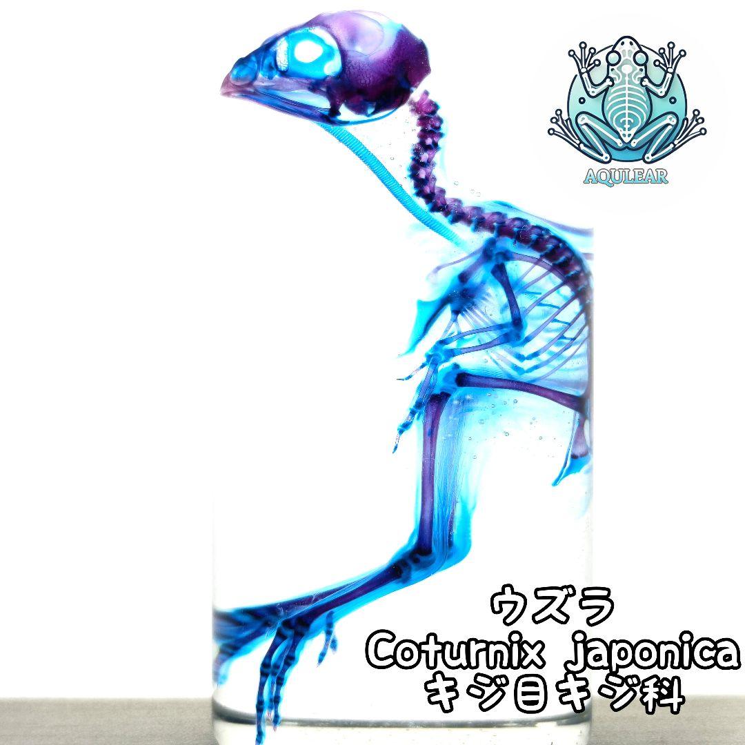 1点物☆極美品【透明骨格標本】ウズラ③ 約10cm