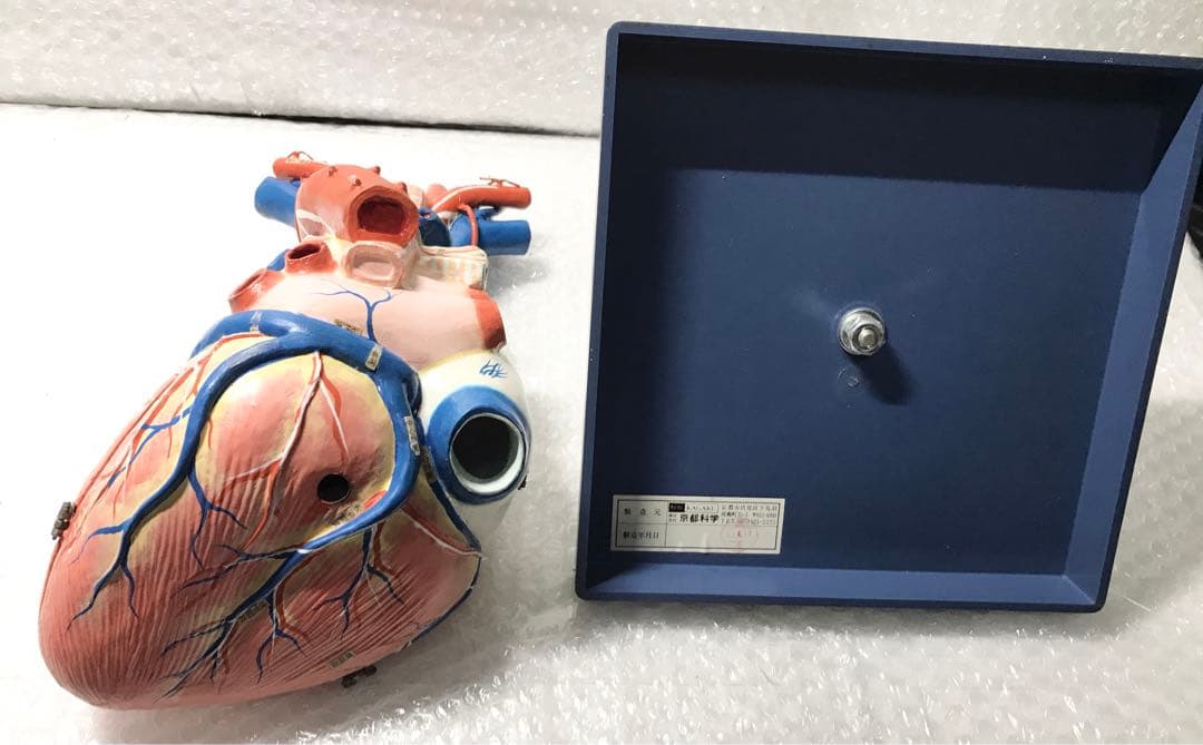 心臓構造模型A型 京都科学♡