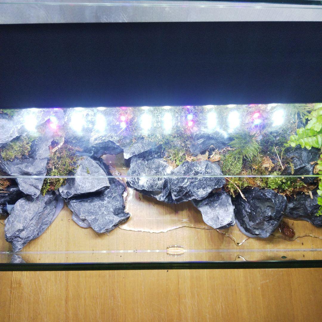 【完成品】アクアテラリウム　カニリウム　イモリウム　苔　水槽　苔テラリウム