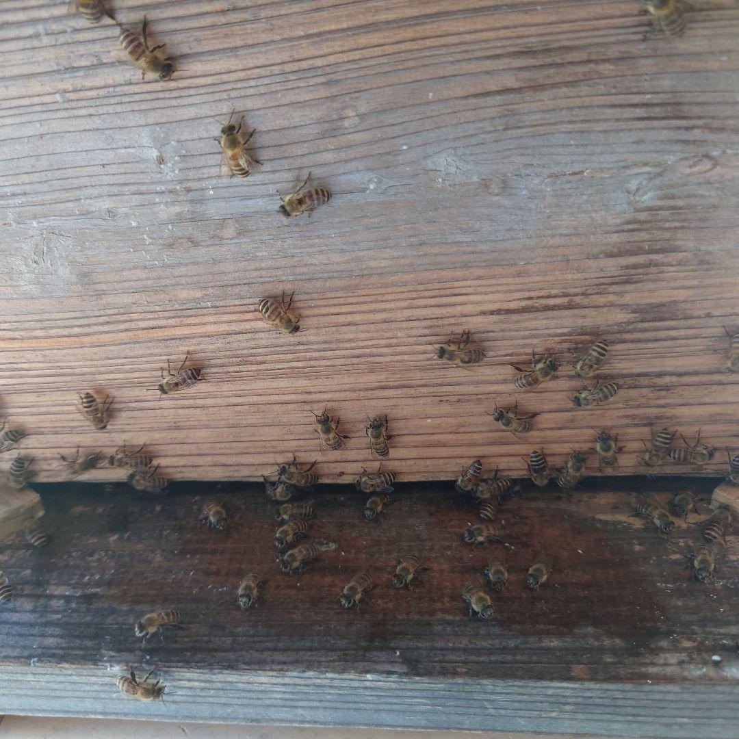 訳あり日本蜜蜂　巣蜜　コムハニー　1200g