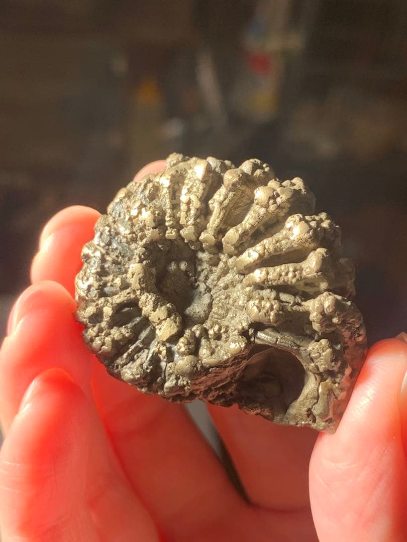 アンモナイト　パイライト　化石　黄鉄鉱　アンモライト　恐竜　爪　歯　牙　三葉虫