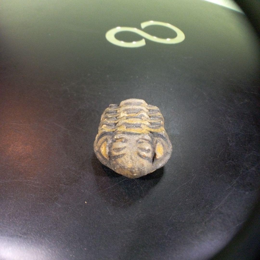 三葉虫　化石　fossil　ボリビア産　trilobite　三葉虫判別①