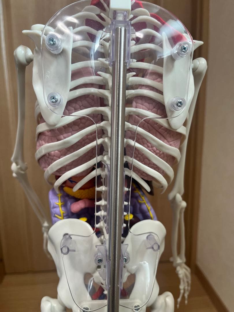 おしゃべりガイコツ　ホネッキー