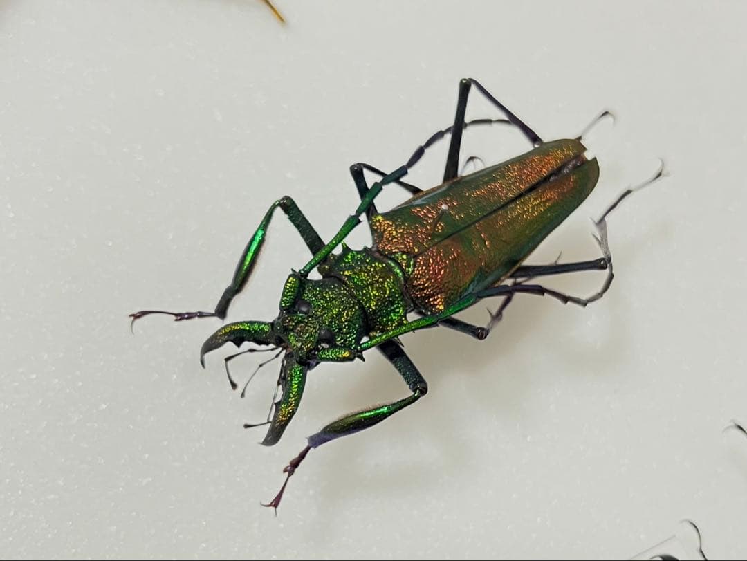 【最美麗個体！】グリーン×レッドのルリオニカミキリ 標本 キンオニカミキリ