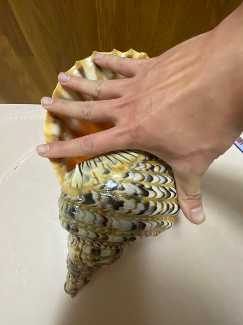 法螺貝　新鮮なホラ貝 色味や模様がとても美しい　35cm 900グラム前後
